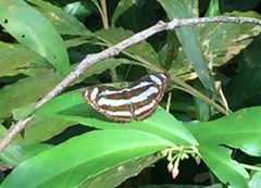 Athyma nefte subrata