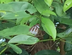 Athyma nefte subrata