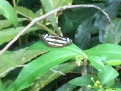 Athyma nefte subrata