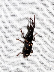 Orfilaia vulsellata