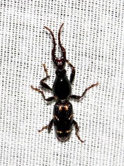 Orfilaia vulsellata