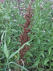 Rumex