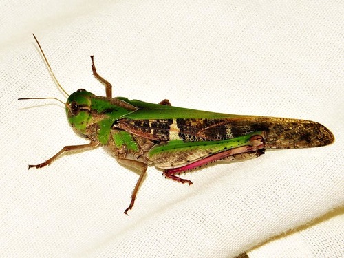 Gastrimargus africanus