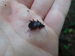 Sphaeroderus stenostomus lecontei