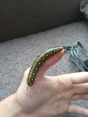 Hyles gallii