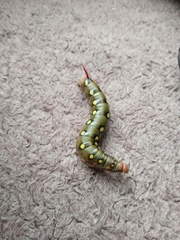 Hyles gallii