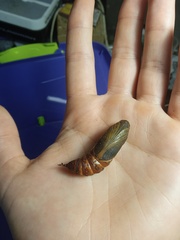 Hyles gallii
