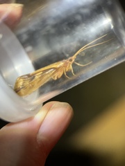 Platycentropus radiatus