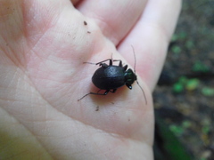 Sphaeroderus stenostomus lecontei