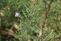 Psoralea platyphylla