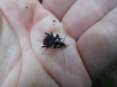 Sphaeroderus stenostomus lecontei