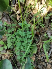 Cheilanthes hypoleuca