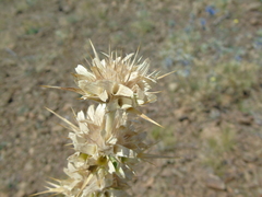 Morina persica