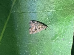 Homophoberia apicosa