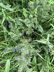 Echium vulgare