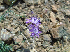 Centaurea tymphaea