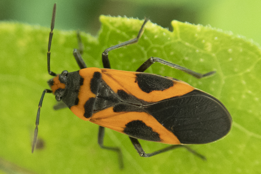 False Milkweed Bug from Shepard Settlement, Onondaga County, NY, USA on ...