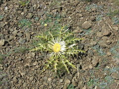 Carlina acanthifolia