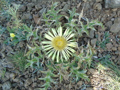 Carlina acanthifolia