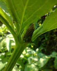 Centrotus