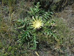 Carlina acanthifolia