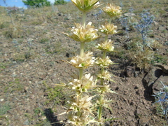 Morina persica