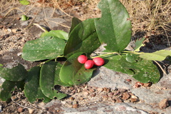 Allocassine laurifolia