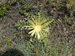 Carlina acanthifolia