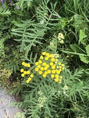 Tanacetum vulgare