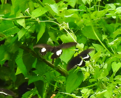 Papilio helenus