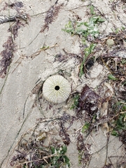 Strongylocentrotus purpuratus