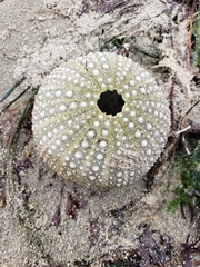 Strongylocentrotus purpuratus