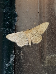 Idaea belemiata