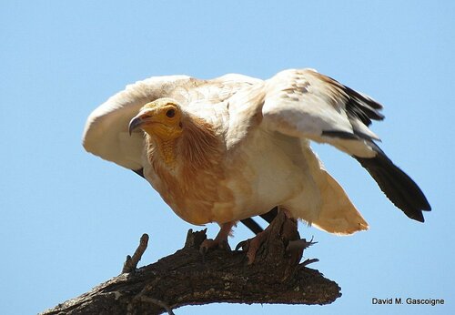 Egyptian Vulture