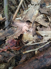 Neoponera apicalis
