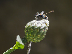 Ancistrocerus haematodes