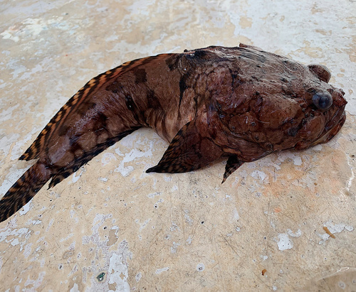 Leopard Toadfish (Opsanus pardus) — Batrachoididae — 3