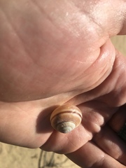 Helminthoglypta fieldi