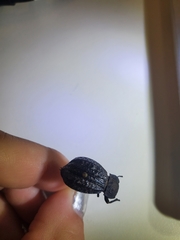 Philolithus sordidus