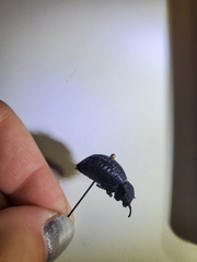 Philolithus sordidus