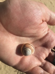 Helminthoglypta fieldi