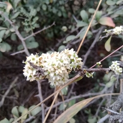 Gymnosporia