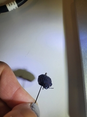 Philolithus sordidus