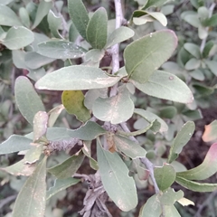 Gymnosporia