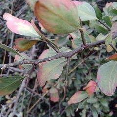 Gymnosporia