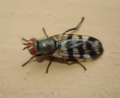 Ceroxys urticae