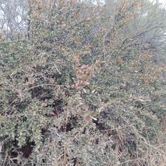 Gymnosporia