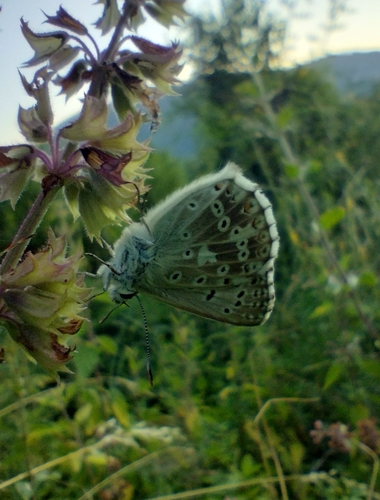 Chalkhill Blue photo 4