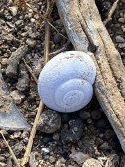 Helminthoglypta tudiculata