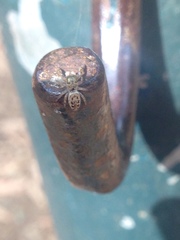 Metaphidippus
